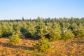 Plantation of coniferus trees Royalty Free Stock Photo