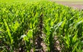 Argentine field planted with corn in spring Royalty Free Stock Photo