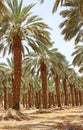 Plantation of date palm at kibbutz Ein Gedi, Israel Royalty Free Stock Photo