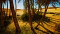 Plantation of date palms intended for healthy food production Royalty Free Stock Photo