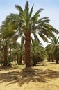 Plantation of date palms in Israel Royalty Free Stock Photo