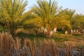 Plantation of date palms Royalty Free Stock Photo