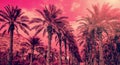 Plantation of date palms. Red tint Royalty Free Stock Photo