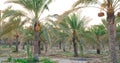 Plantation of date palms. Tropical agriculture industry in the Middle East Royalty Free Stock Photo