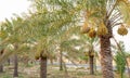 Plantation of date palms. Tropical agriculture industry in the Middle East Royalty Free Stock Photo