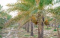 Plantation of date palms. Tropical agriculture industry in the Middle East Royalty Free Stock Photo