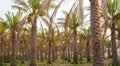 Plantation of date palms. Tropical agriculture industry in the Middle East Royalty Free Stock Photo