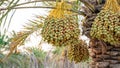 Plantation of date palms. Tropical agriculture industry in the Middle East Royalty Free Stock Photo