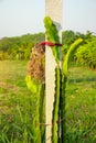 Plantation of Dragon fruit or Pitaya fruit