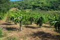Plantation of Dragon fruit, Pitaya,