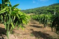 Plantation of Dragon fruit, Pitaya