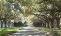 Plantation Driveway Royalty Free Stock Photo