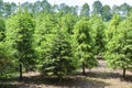 Plantation in Europe of high quality christmas trees, green nordmann fir