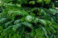 Plantation of evergreen nordmann firs, christmas tree growing ourdoor Royalty Free Stock Photo