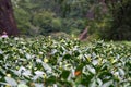 Plantation of famous Da Hong Pao Big Red Robe tea, china