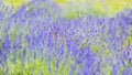 Lavender Flowers at the Plantation Field, Lavandula Angustifolia Royalty Free Stock Photo