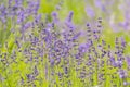 Lavender Flowers at the Plantation Field, Lavandula Angustifolia Royalty Free Stock Photo