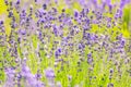 Lavender Flowers at the Plantation Field, Lavandula Angustifolia Royalty Free Stock Photo