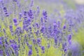 Lavender Flowers at the Plantation Field, Lavandula Angustifolia Royalty Free Stock Photo