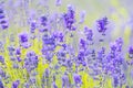 Lavender Flowers at the Plantation Field, Lavandula Angustifolia Royalty Free Stock Photo