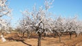 Plantation of flowering almonds