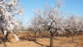 Plantation of flowering almonds