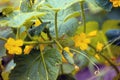 Plantation of flowering cucumbers