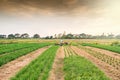 Plantation of fresh and young chives