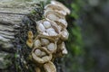 Fungi on decayed wood. Close up