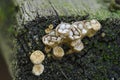 Fungi on decayed wood. Close up