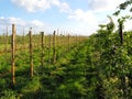 Plantation in Germanys largest fruit growing area near Hamburg Royalty Free Stock Photo