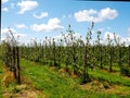 Plantation in Germanys largest fruit growing area Royalty Free Stock Photo