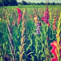 Plantation of Gladioli