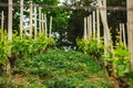 Plantation of grapes bearing vines in spring. Grapevine. Wine growing in the field. Agriculture. Young grapes with leaves. Fruit.