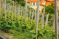 Plantation of grapes bearing vines in spring. Grapevine. Wine growing in the field. Agriculture. Young grapes with leaves. Fruit. Royalty Free Stock Photo