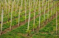 Plantation of grapes bearing vines in spring. Grapevine. Wine growing in the field. Agriculture. Young grapes with leaves. Fruit.