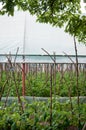 Plantation in a green house Royalty Free Stock Photo