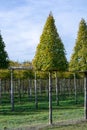 Plantation of high decorative cutted ornamental trees growing on Dutch nursery