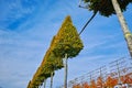 Plantation of high decorative cutted ornamental trees growing on Dutch nursery