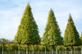 Plantation of high decorative cutted ornamental trees growing on Dutch nursery