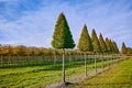 Plantation of high decorative cutted ornamental trees growing on Dutch nursery