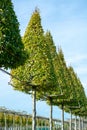 Plantation of high decorative cutted ornamental trees growing on