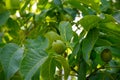 Plantation of high-quality PDO certified walnuts trees on foothills of Alps near Grenoble, France