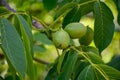 Plantation of high-quality PDO certified walnuts trees on foothills of Alps near Grenoble, France