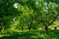 Plantation of high-quality PDO certified walnuts trees on foothills of Alps near Grenoble, France