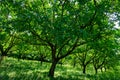 Plantation of high-quality PDO certified walnuts trees on foothills of Alps near Grenoble, France