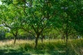 Plantation of high-quality PDO certified walnuts trees on foothills of Alps near Grenoble, France