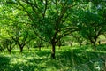 Plantation of high-quality PDO certified walnuts trees on foothills of Alps near Grenoble, France