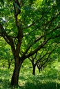 Plantation of high-quality PDO certified walnuts trees on foothills of Alps near Grenoble, France