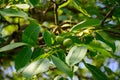 Plantation of high-quality PDO certified walnuts trees on foothills of Alps near Grenoble, France